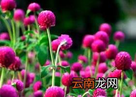 千日红花茶的泡法与作用