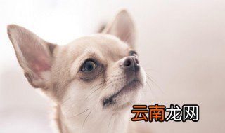 最小狗狗的品种 来了解一下