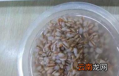 青稞醪糟怎么做 青稞醪糟的做法步骤教程