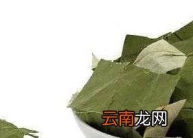 荷叶茶的副作用 喝荷叶茶的禁忌