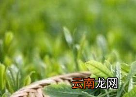 双桥毛尖是什么茶 双桥毛尖的功效与作用