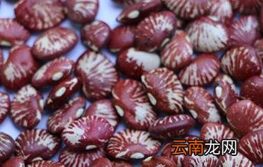 斑马豆的功效与作用 吃斑马豆的好处