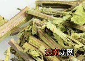 什么是肾茶 肾茶的功效与作用
