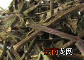 什么是肾茶 肾茶的功效与作用