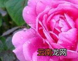 玫瑰花与月季花的区别