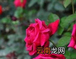 玫瑰花与月季花的区别