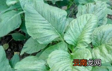 野菜人心菜的功效和作用
