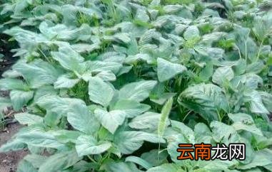 野菜人心菜的功效和作用