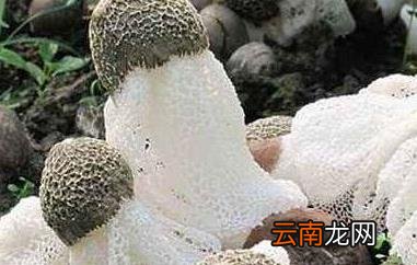 竹笋菌的功效与作用 吃竹笋菌的好处