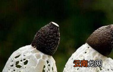 竹笋菌的功效与作用 吃竹笋菌的好处