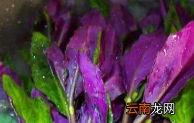 紫色的野菜有哪些 紫色的蔬菜有哪些