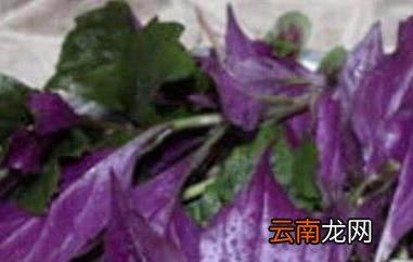 紫色的野菜有哪些 紫色的蔬菜有哪些