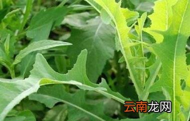 曲麻菜晒干泡水有什么功效