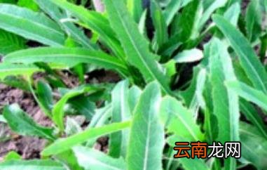 曲麻菜晒干泡水有什么功效