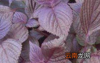 紫苏叶粉的功效与作用