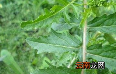野莴苣的功效与作用