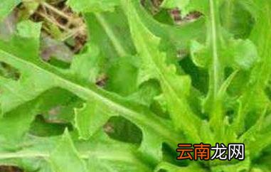 野莴苣的功效与作用