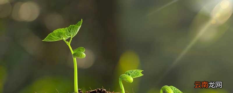 植物通过什么繁殖后代，绿色开花植物通过什么繁殖后代