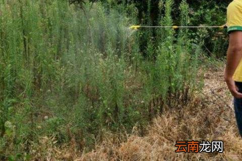 草铵膦除草剂说明书 草铵膦除草剂说明书有毒吗