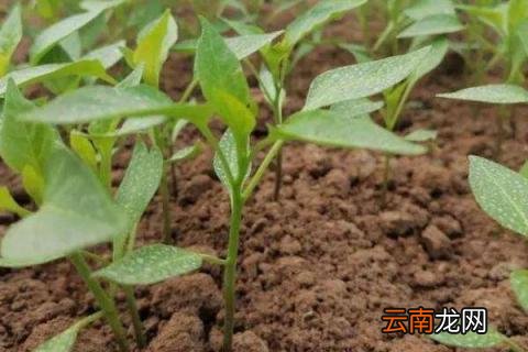 辣椒苗一定要掐顶吗，盆栽辣椒要掐顶吗