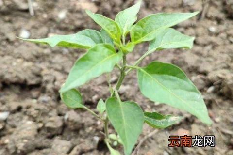 辣椒苗一定要掐顶吗，盆栽辣椒要掐顶吗