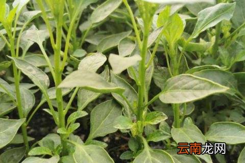 辣椒苗一定要掐顶吗，盆栽辣椒要掐顶吗