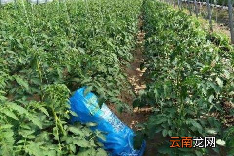 西红柿开花施肥用什么肥料最好 西红柿开花施肥用什么肥料