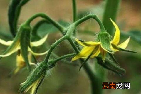 西红柿开花施肥用什么肥料最好 西红柿开花施肥用什么肥料