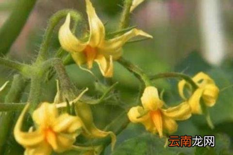 西红柿开花施肥用什么肥料最好 西红柿开花施肥用什么肥料