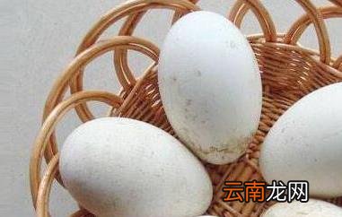 鹅蛋的功效与作用 吃鹅蛋有什么好处