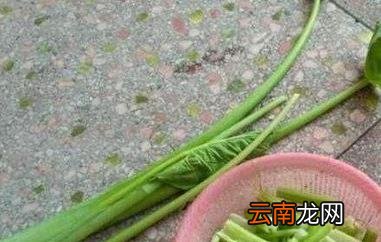 芋荷梗的功效与作用 芋荷梗的禁忌
