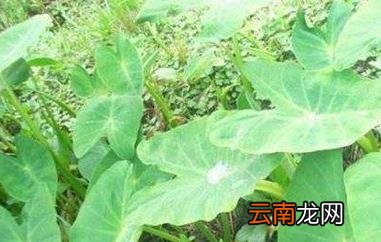 芋荷梗的功效与作用 芋荷梗的禁忌