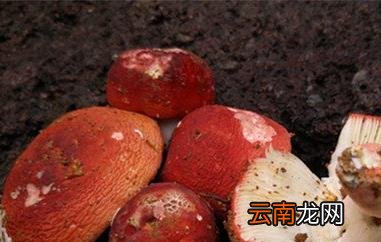 红菌菇的功效与作用 吃红菌菇的好处
