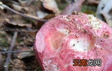 红菌菇的功效与作用 吃红菌菇的好处