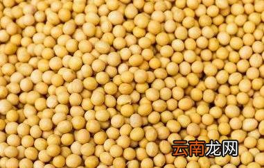 芥末籽怎么吃 芥菜籽的食用方法