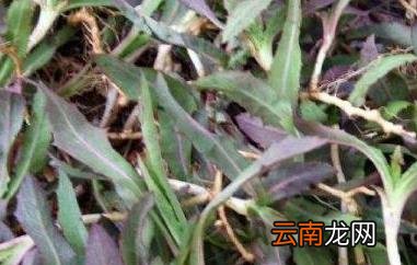 曲麻菜哪些人不能吃 吃曲麻菜的禁忌