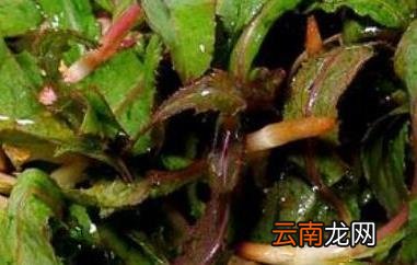 曲麻菜哪些人不能吃 吃曲麻菜的禁忌