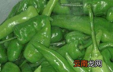 辣椒泡菜的做法大全窍门
