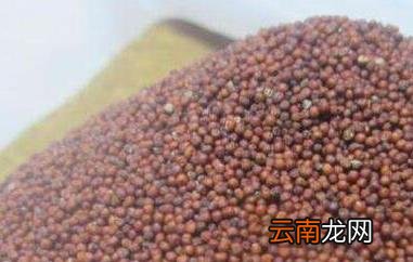 穇子的功效与作用 穇子的副作用
