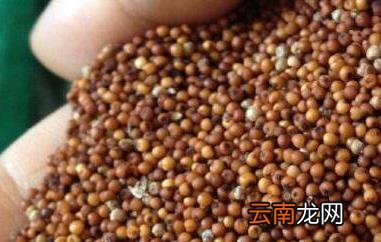 穇子的功效与作用 穇子的副作用