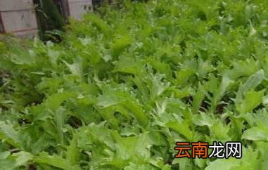 苦菊的功效与作用 苦菊的药用价值