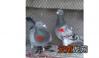 如何分辨鸽子的公母 怎么分辨鸽子的公母