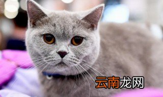 怎么教会猫咪使用马桶 教会猫咪使用马桶方法