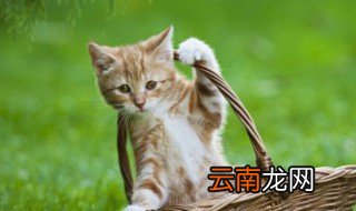 怎么防止猫咪在地毯上撒尿 防止猫咪在地毯上撒尿方法