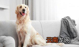 怎么改善狗狗软便的情况 改善狗狗软便方法