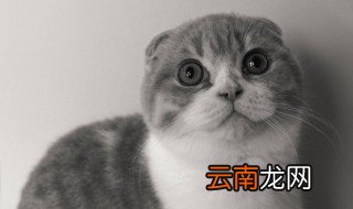 怎么让你的猫爱你 让你的猫爱你方法