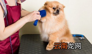 如何去掉狗狗身上的壁虱 怎样去掉狗狗身上的壁虱