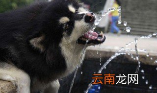 如何鼓励狗狗多喝水 怎么鼓励狗狗多喝水