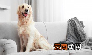 如何让你的狗停止刨地 怎么不让狗狗刨地
