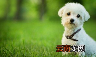 如何照顾小狗 怎么照顾小狗